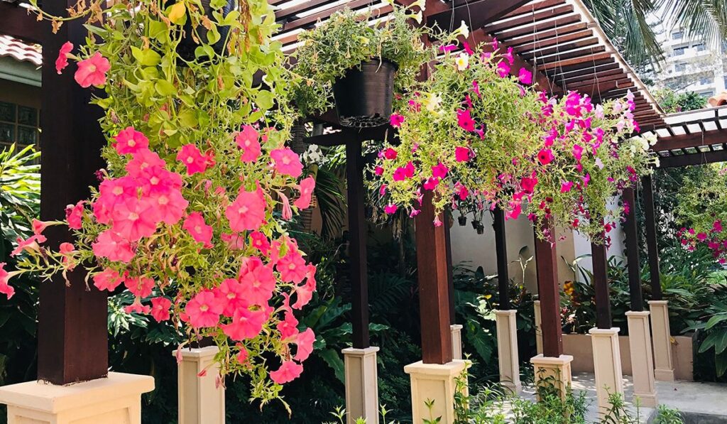 Jardim Suspenso: O que é, Tipos, Plantas e Como Fazer?